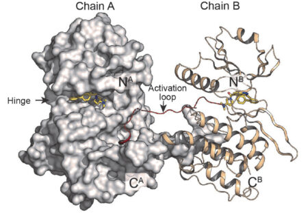 Protein structure of a dimer. The left subunit, labeled "Chain A," is a bumpy gray surface, the right subunit, labeled "Chain B," shows tan ribbons. A single strand, labeled "Activation loop," is part of the connection between the dimer halves. Stick-representation of the small-molecule inhibitor is shown in the activation pockets of both halves. The pocket on the right is labeled as a "Hinge."