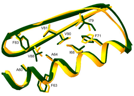 Two different colored ribbons wrapped around each other that represent x-ray crystal structure of Top7 and the computational design structure. 