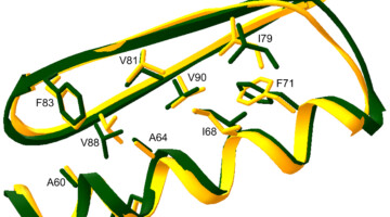 Two different colored ribbons wrapped around each other that represent x-ray crystal structure of Top7 and the computational design structure.