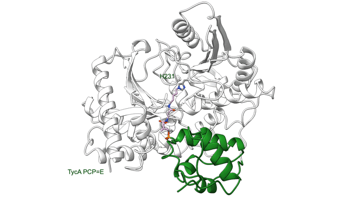 An animated gif showing a sequence of ribbon diagrams, as described in the caption.