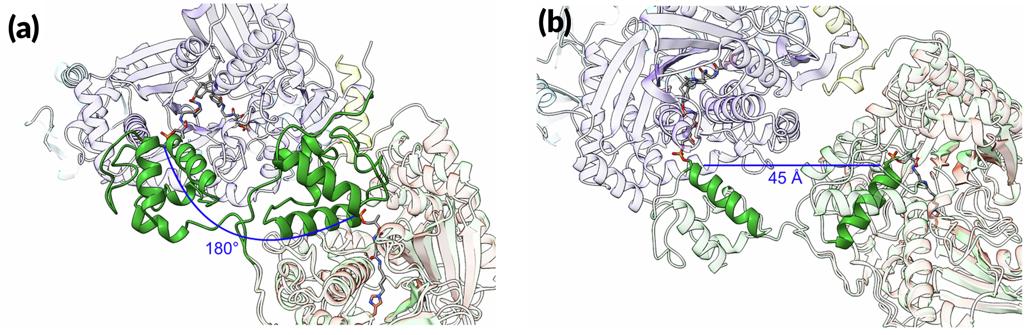 Two ribbon diagrams of the same protein complex. The main protein structure is white, and the carrier protein is green. On the left, the carrier protein is shown at the beginning and end points of a 180° swing. On the right, the carrier protein is shown at the beginning and end points of a 45 Å horizontal move.
