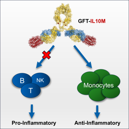 An engineered IL-10 cytokine grafted on a CDR antibody