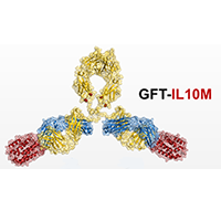 A graphic of an engineered IL-10 protein grafted onto an antibody.