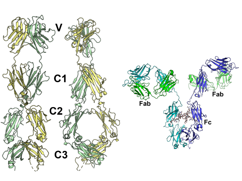 Left: The crystallographic model of the N-terminus of the UrIg2 protein from a nurse shark. Right: An example of one modern human antibody (IgG) whose variable region gene undergoes rearrangement.
