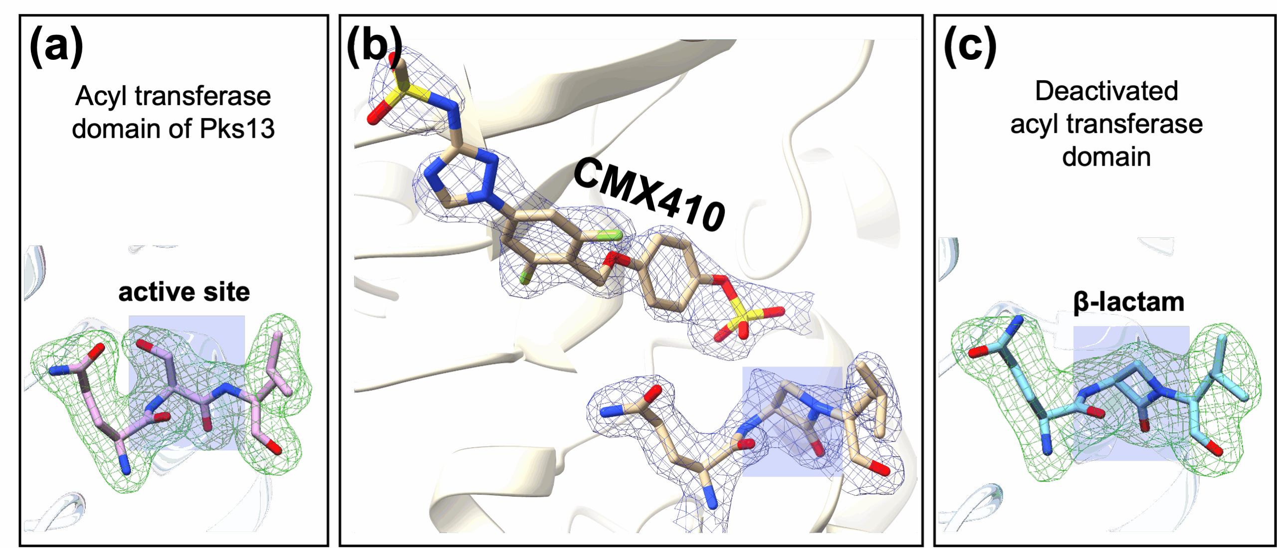 Protein crystallography at the Advanced Light Source (ALS) revealed the reaction steps between compound CMX410 and the active site of the acyl transferase domain in Pks13. (a) A catalytic amino acid in the active site (blue shaded region) on Pks13, a cell wall enzyme in Myobacterium tuberculosis. (b) CMX410 converts an amino acid in the active site into β-lactam. (c) The transformed bacterial enzyme Pks13 is now permanently disabled.