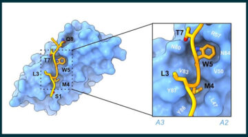 A cartoon depiction of two molecules, one large and one small, with the smaller one locked in tightly to the shape of the larger one. An inset panel shows more detailed chemical interactions between the two molecules.