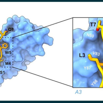 A cartoon depiction of two molecules, one large and one small, with the smaller one locked in tightly to the shape of the larger one. An inset panel shows more detailed chemical interactions between the two molecules.
