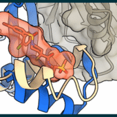 Schematic representation of several proteins bound in complex. The image shows a compound locked in with another compound.