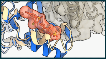 Schematic representation of several proteins bound in complex. The image shows a compound locked in with another compound.