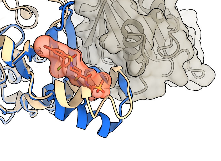 Schematic representation of several proteins bound in complex. The image shows a compound locked in with another compound.