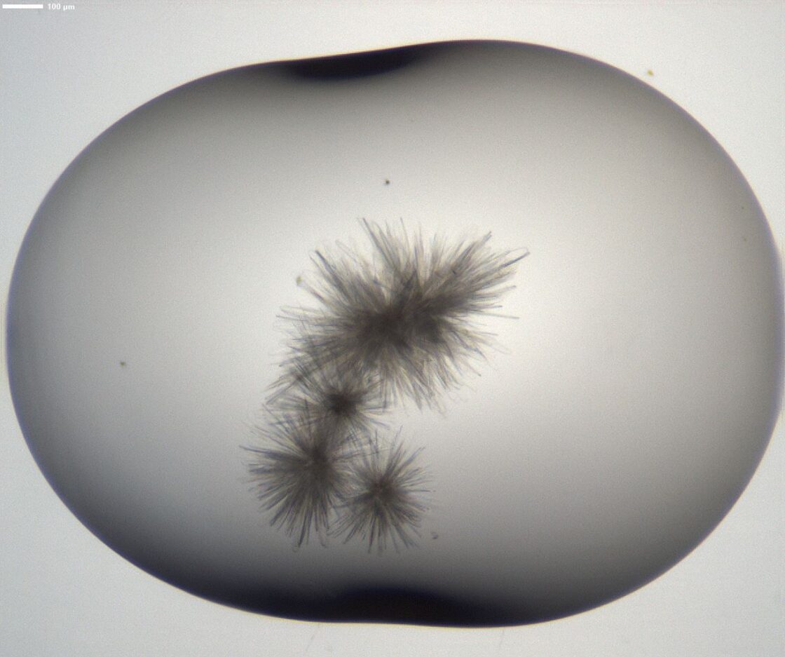 Image of a sample of crystals shown in the field of view of a microscope