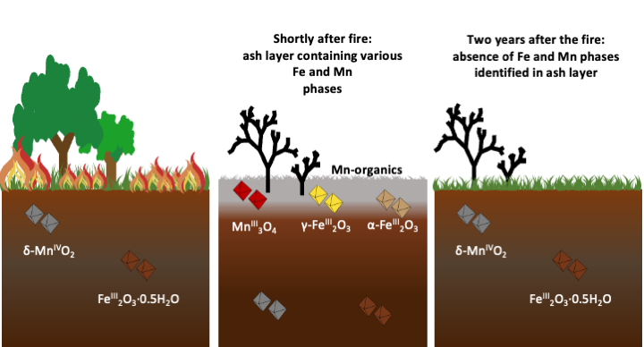 Three columns to compare: left column shows trees and fire burning soil, middle shows ash layer with label (Mn-organics) after burn, last shows minerals in soil two years after the fire.