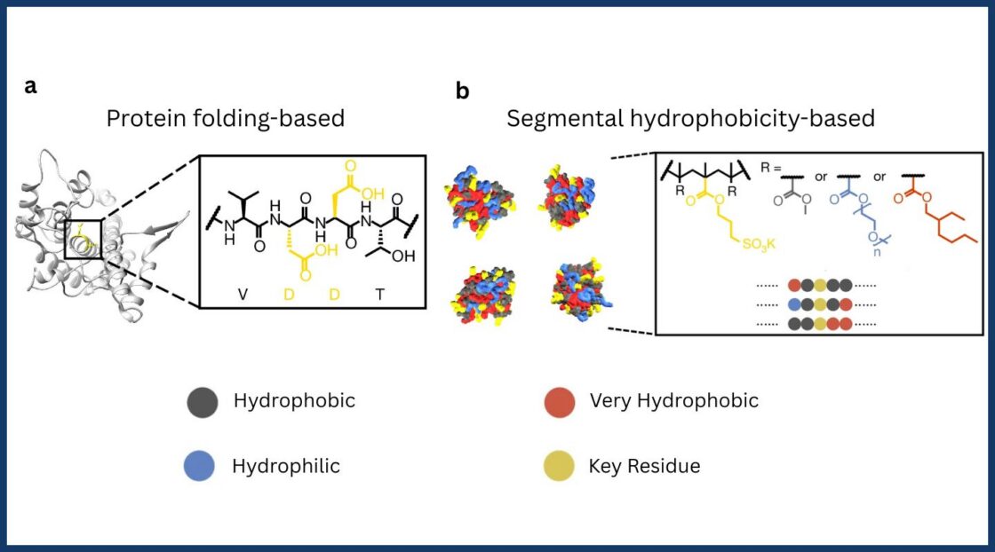 Two images side by side. The first shows a diagram of a protein, which has characteristic folding patterns. The second shows a diagram of four protein-like models, which do not demonstrate typical folding patterns but instead adopt different shapes. Segments of the protein-like models are color-coded as very hydrophobic, hydrophobic, and hydrophilic. The key functional residue is called out in inset boxes and highlighted in yellow.